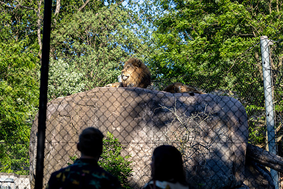 zoobilation-2026_0724