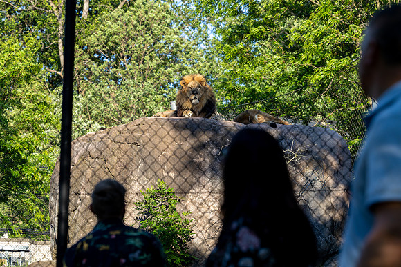 zoobilation-2026_0725