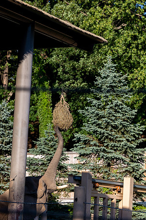 zoobilation-2026_0854