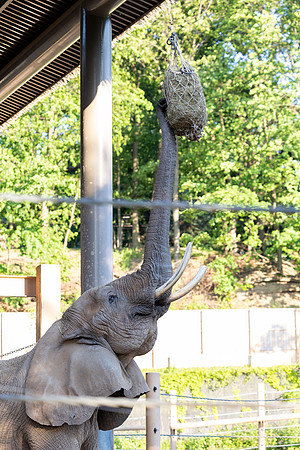 zoobilation-2026_0862