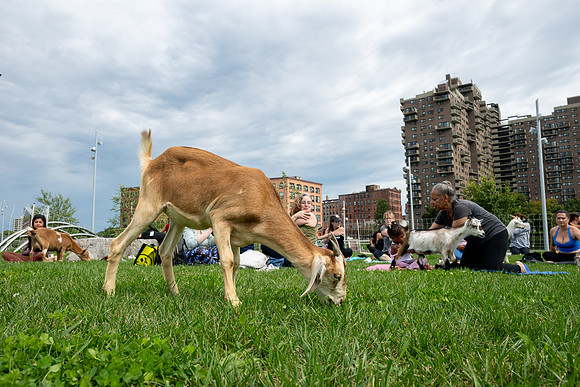 rddc-yoga-0926_0437