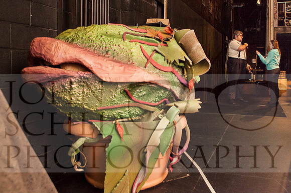 schlia-little-shop-of-horrors-010-web